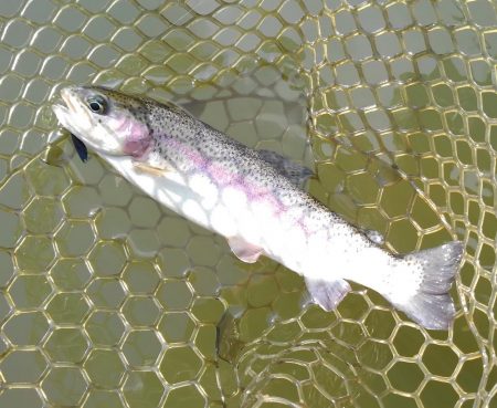 大安トラウトレイク釣果